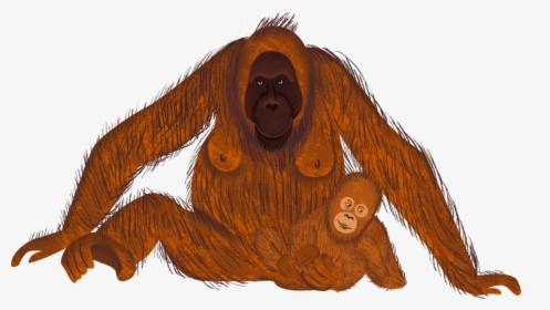 Orangutan, HD Png Download, Free Download