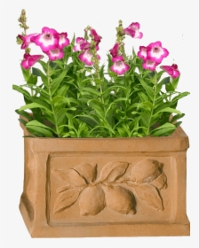 Cooktown Orchid, HD Png Download, Free Download