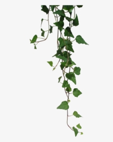Ivy Leaves Clip Art, HD Png Download, Free Download