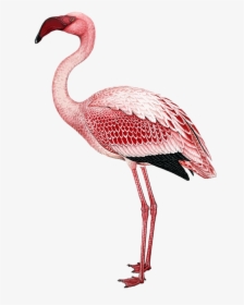 Flamingo Vintage Illustration, HD Png Download, Free Download
