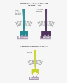 Tagrisso Mechanism Of Action, HD Png Download, Free Download