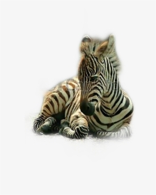 Quagga, HD Png Download, Free Download