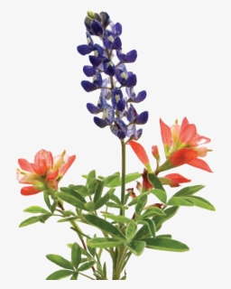 Bluebonnet, HD Png Download, Free Download