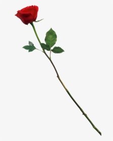 Red Rose For Photoshop, HD Png Download, Free Download