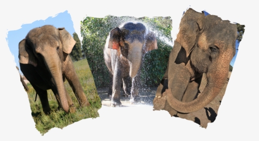 Picture - Rosie Tai The Elephant, HD Png Download, Free Download