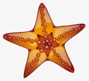 Starfish, HD Png Download, Free Download