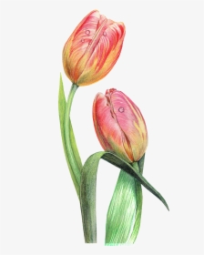 This Graphics Is Dewdrop Decorative Pattern About Flowers, - Tulip, HD Png Download, Free Download