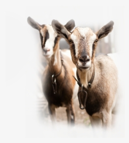Chaffhaye For Goats - Goats Herd In Spain, HD Png Download, Free Download