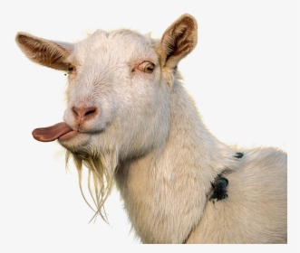 Alt Tag - Goat Png, Transparent Png, Free Download