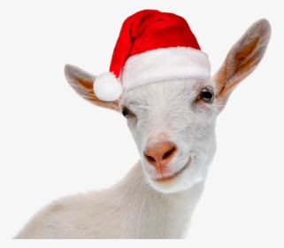 Christmas Goat Png, Transparent Png, Free Download