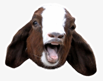 Aaaahhhhhh - Goat Scream, HD Png Download, Free Download