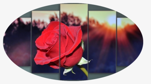 "sunrise On A Red Rose" - Rose De L Aube, HD Png Download, Free Download