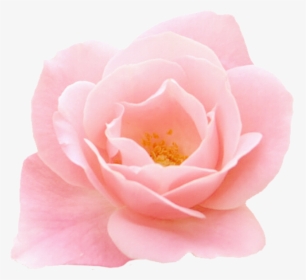 Rose, HD Png Download, Free Download
