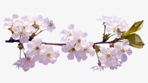 Cherry Blossom Hd Png , Png Download - Sakura Flower On Transparent Background, Png Download, Free Download