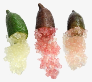 Thumb Image - Finger Lime Nz, HD Png Download, Free Download