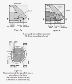 Diagram, HD Png Download, Free Download