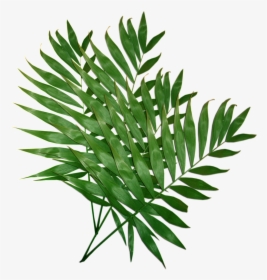 Leafy Leaves Transparent Plant Vector - Costela De Adão .png, Png Download, Free Download