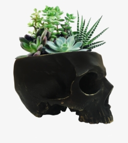 Skull Gold Edges Skull Planter / Skull Bowl / Cool - Skull Plant Transparent, HD Png Download, Free Download