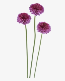 Scabiosa Focal Scoop, HD Png Download, Free Download