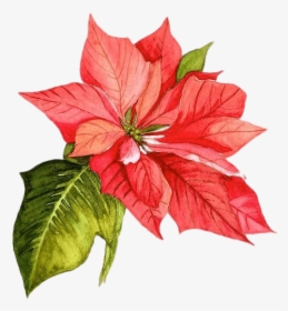 Christmas Poinsettia Png Picture - Christmas Flower Watercolor Png, Transparent Png, Free Download