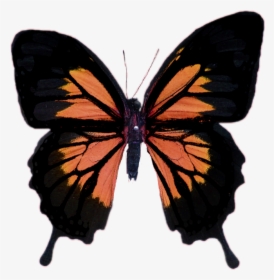 Papilio Ullyses , Png Download - Butterfly With Its Wings Spread, Transparent Png, Free Download