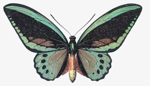 Ornithoptera Priamus - Queen Alexandra Birdwing Background, HD Png Download, Free Download