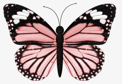 Vsco Butterfly, HD Png Download, Free Download