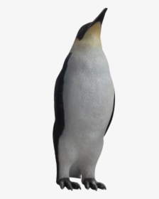 Female Penguin, HD Png Download, Free Download