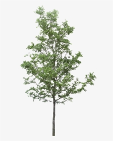 Tree Png Download - Trees Png For Photoshop, Transparent Png, Free Download
