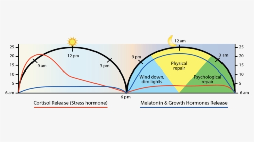 Chart Showing Cortisol Release Patterns During The - Physical And Psychological Repair Sleep, HD Png Download, Free Download