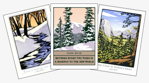 John Muir Assortment - Colorado Spruce, HD Png Download, Free Download