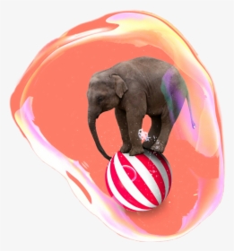 #elefante - Elephant On A Ball, HD Png Download, Free Download