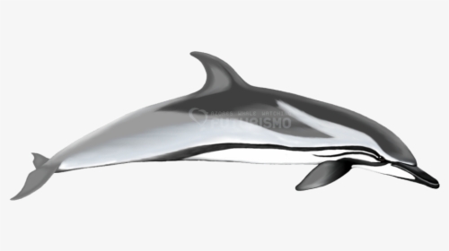 Striped Dolphin, HD Png Download, Free Download