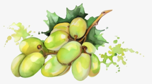 Mango Png No Background - Still Fruit Watercolor Drawing, Transparent Png, Free Download