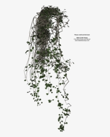 Family,plant Stem - Hanging Creeper Plant Png, Transparent Png, Free Download