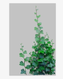 Vines, Climbing Plant Poster 22"x34" - Watercolor Vine, HD Png Download, Free Download