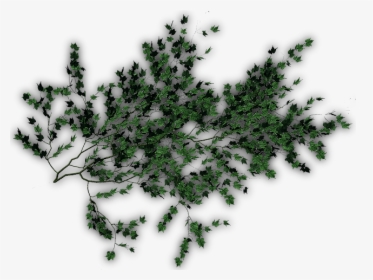 Photoshop Creeper Plants Png, Transparent Png, Free Download