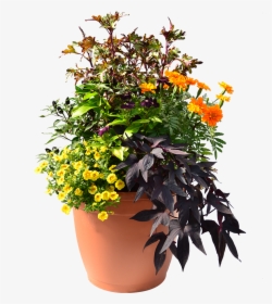 Plants, HD Png Download, Free Download