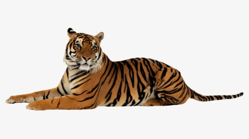 Tigre Acostado Mirando A La Derecha - Tiger Png, Transparent Png, Free Download