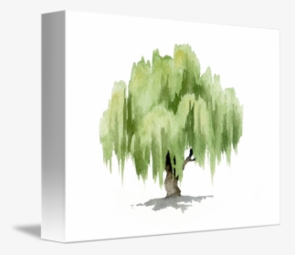 Transparent Willow Png - Willow Tree Watercolor Painting, Png Download, Free Download