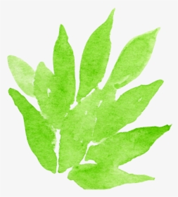 Transparent Watercolour Png - Agave, Png Download, Free Download