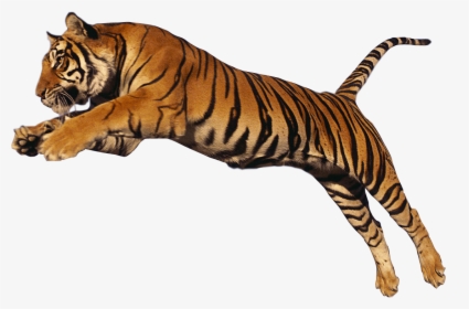 Tigre Salto Alto - Running Tiger Png, Transparent Png, Free Download