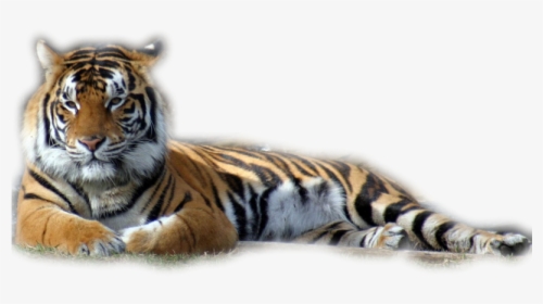 Tubes Tigres En Png - Mac Os X Tiger Login Screen, Transparent Png, Free Download
