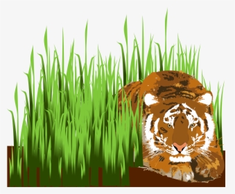 Transparent Tigre Clipart - Tiger In Grass Clipart, HD Png Download, Free Download