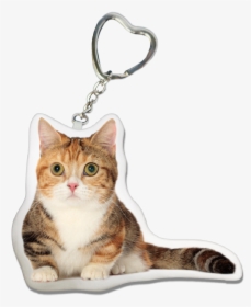 Munchkin Cat Key-ring, HD Png Download, Free Download