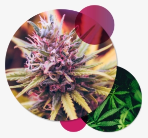 Cannabis Flower, HD Png Download, Free Download