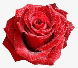Transparent Dew Drops Png - Red Rose With Water Drops, Png Download, Free Download