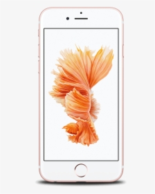 Undefined Rose Gold Front - Phone 6s Price In Sri Lanka, HD Png Download, Free Download