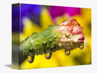 Dew Drops On Flowers - Drop, HD Png Download, Free Download