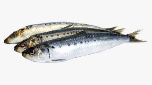 Transparent Fish - Scientific Name Of Sardine, HD Png Download, Free Download